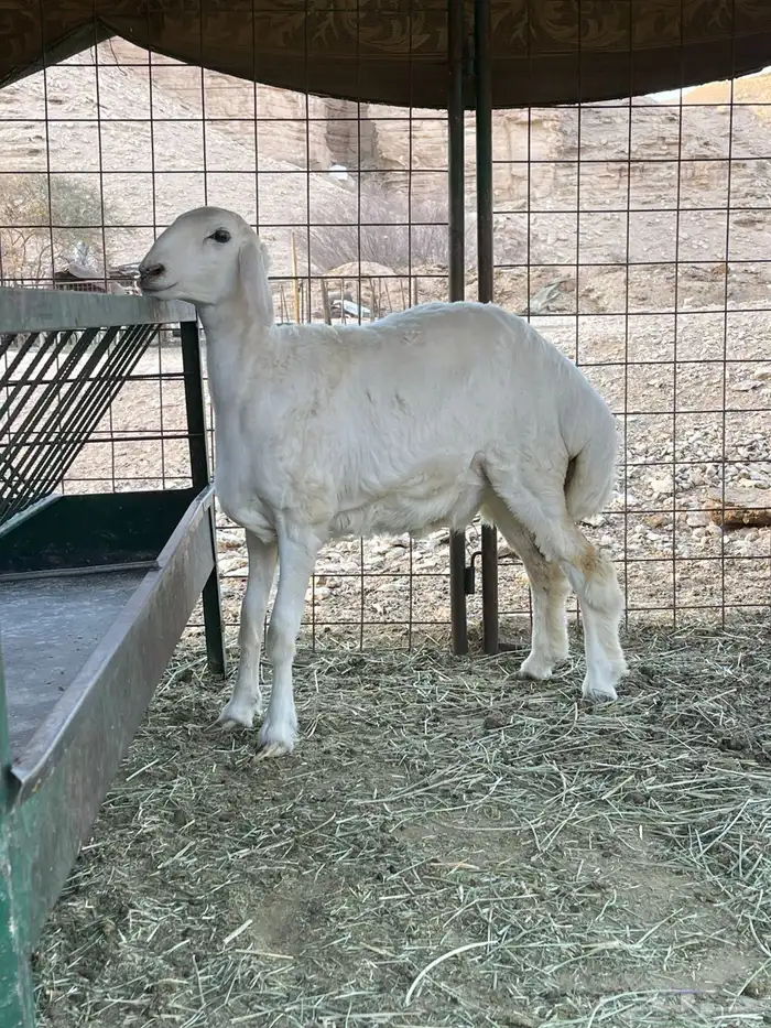 رخل حرية مغلق فل شحم 2