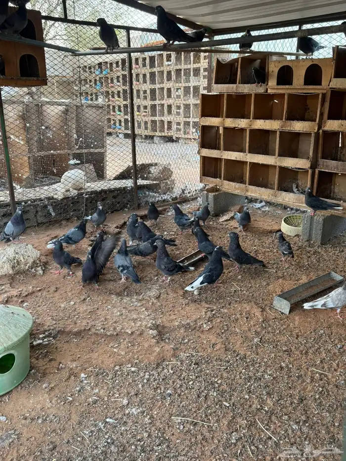 قطايف توب توب 0