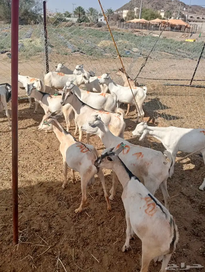 قعدان صومالي وتيوس صوماليه تربيه وزن طيب 5