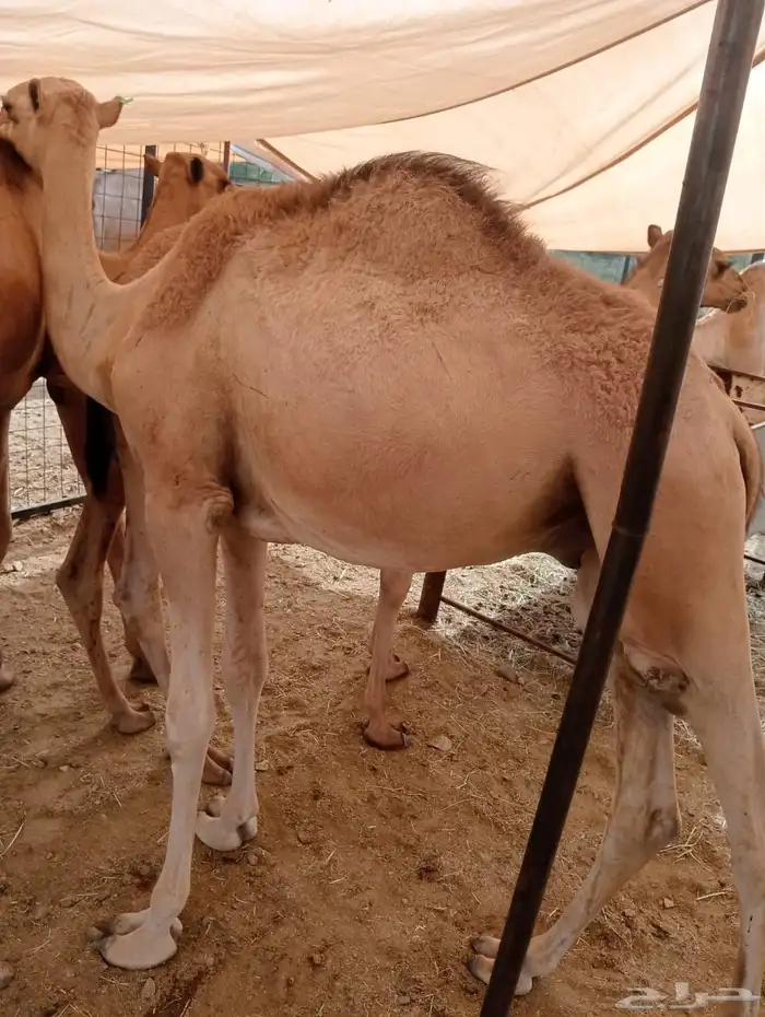 قعدان صومالي وتيوس صوماليه تربيه وزن طيب 11