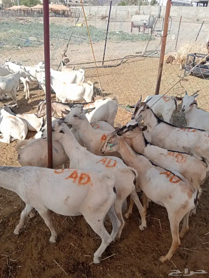 قعدان صومالي وتيوس صوماليه تربيه وزن طيب 8