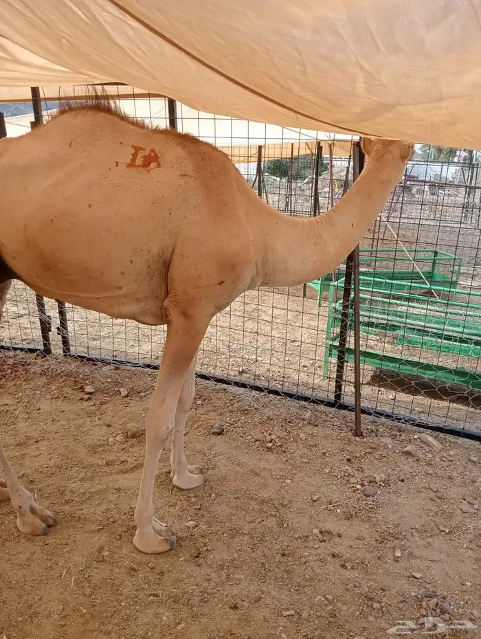 قعدان صومالي وتيوس صوماليه تربيه وزن طيب 12