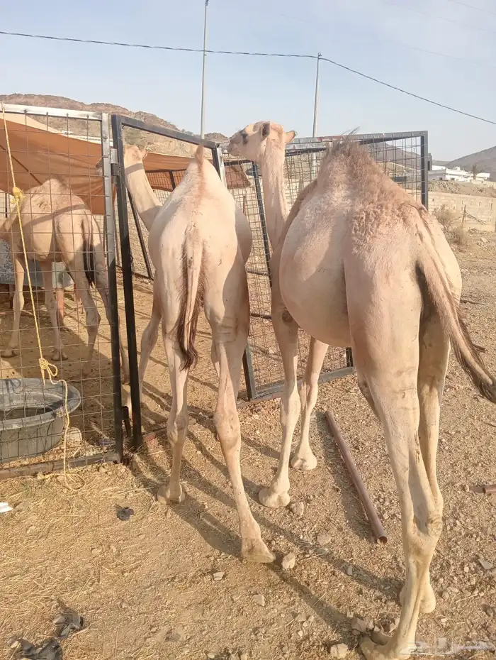 قعدان صومالي وتيوس صوماليه تربيه وزن طيب 9