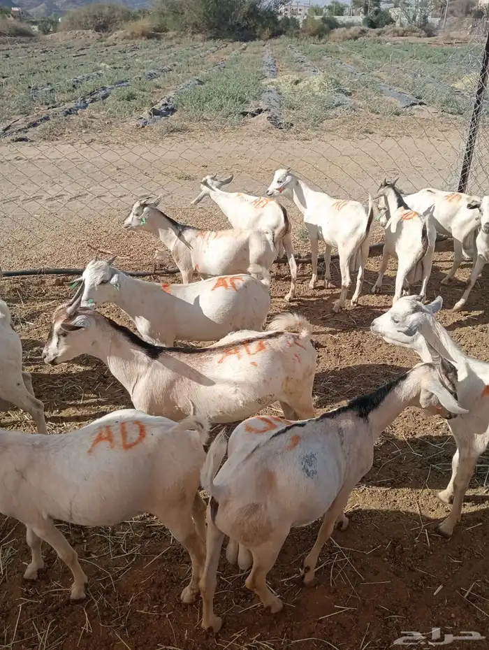 قعدان صومالي وتيوس صوماليه تربيه وزن طيب 2