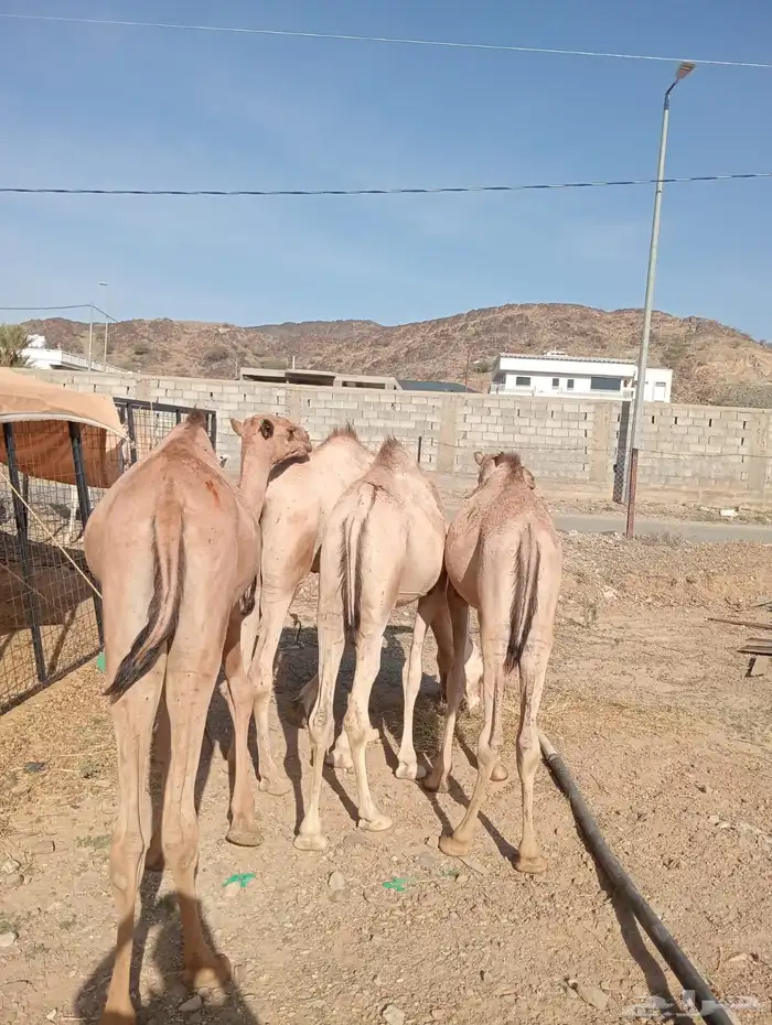 قعدان صومالي وتيوس صوماليه تربيه وزن طيب 1