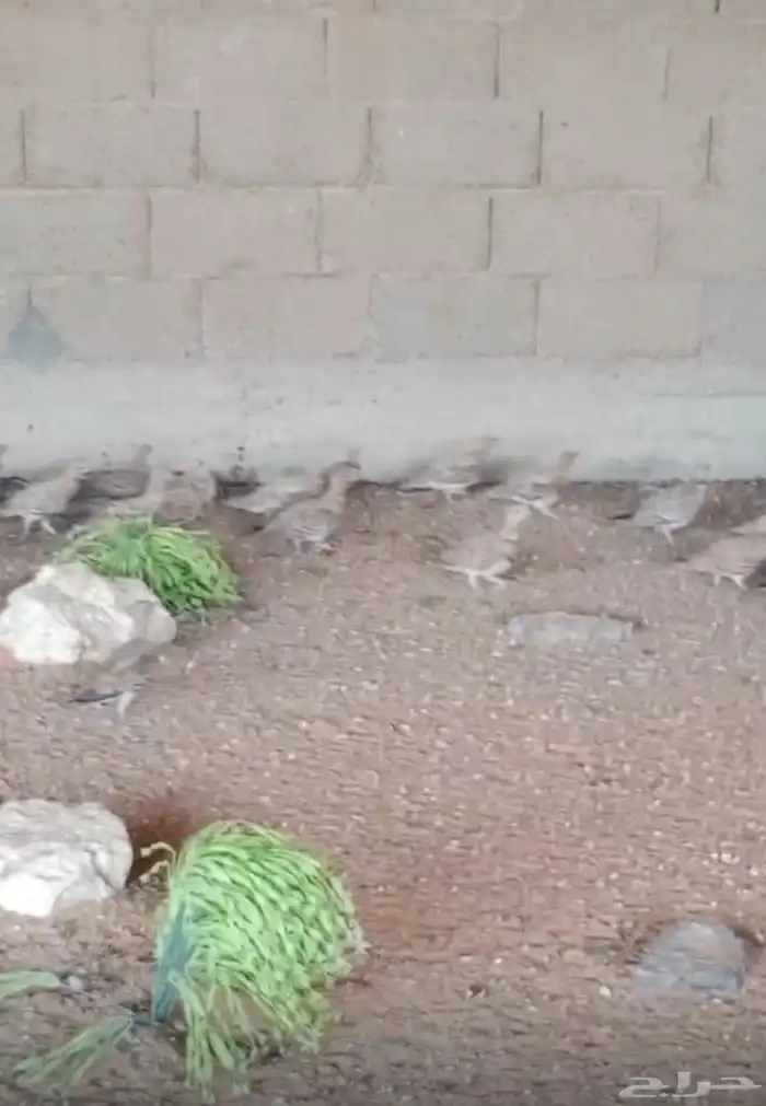قطا 0