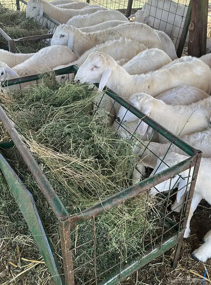 بهم تربية حري طليان ورخال 3