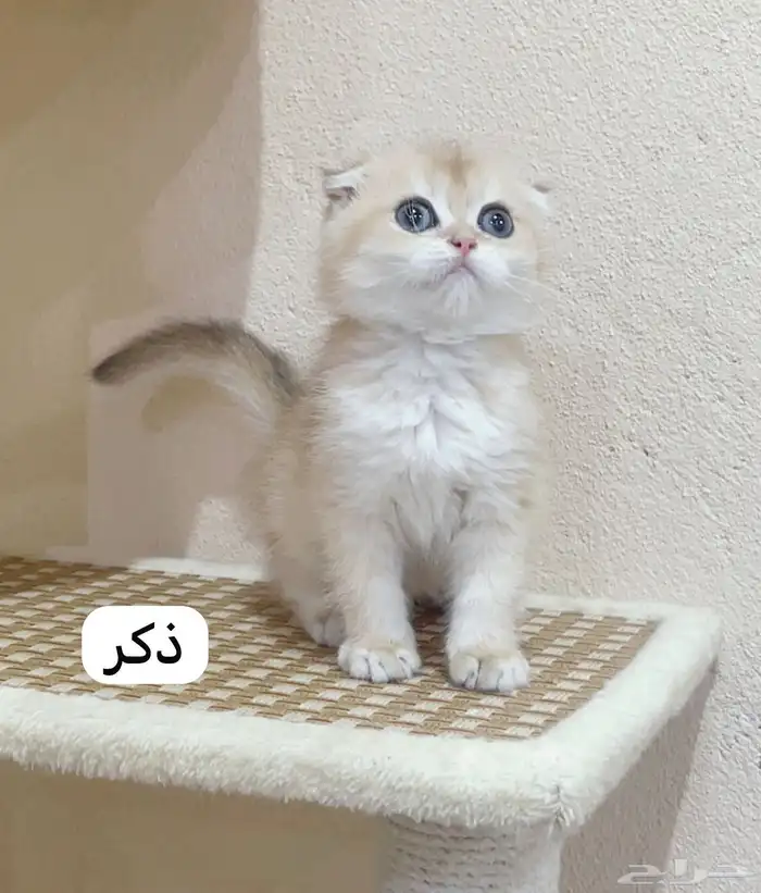 للبيع كيتن ذكر سكوتش دبل فولد _ الخرج 1