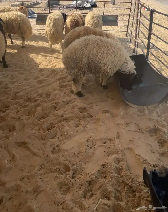 ذبايح حري 2