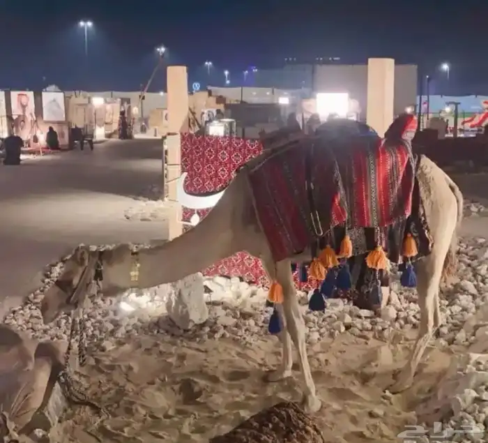 ايجار بوني سيسي خيل جمل لليوم الوطني 4