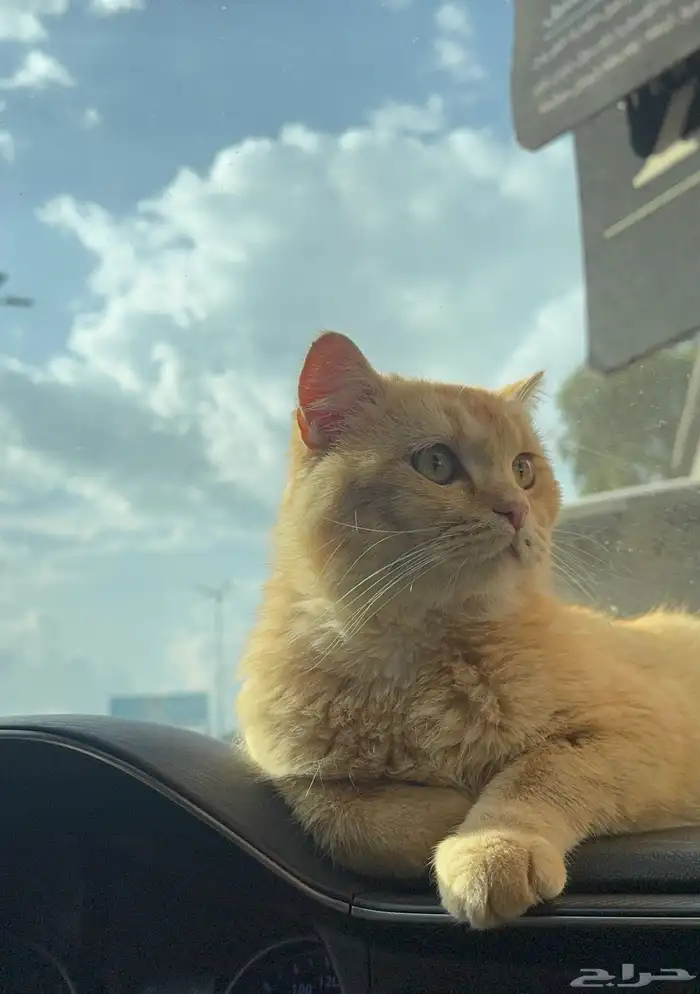 قط ذكر عمره 8 شهور أليف جدا جدا 1