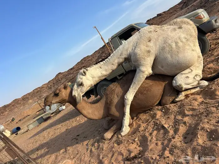 عندي قعود روماني كفو 0