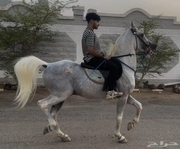حصان واهو البيع شعبي 4