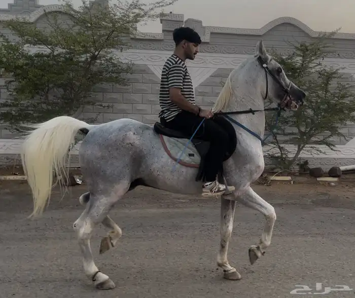 حصان واهو البيع شعبي 5