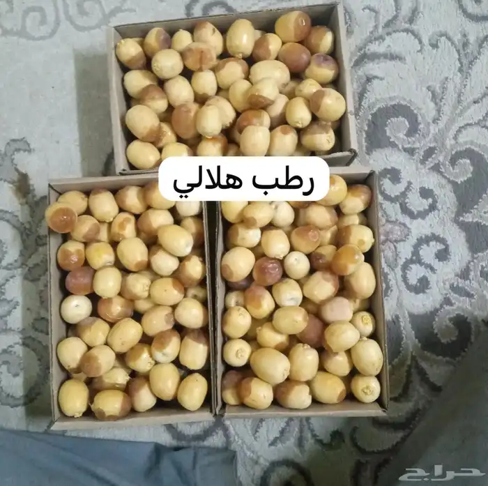 رطب هلالي من مزرعتنا بالاحساء 0