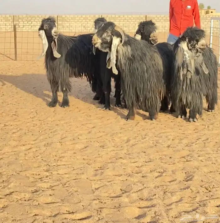 معزا عوارض صنف مراح 4