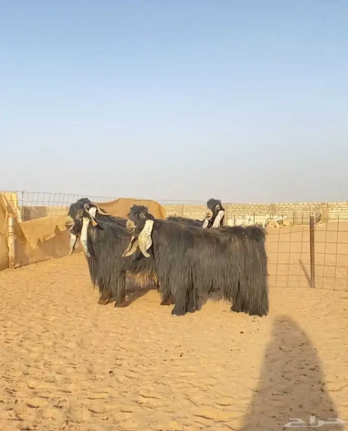 معزا عوارض صنف مراح 9