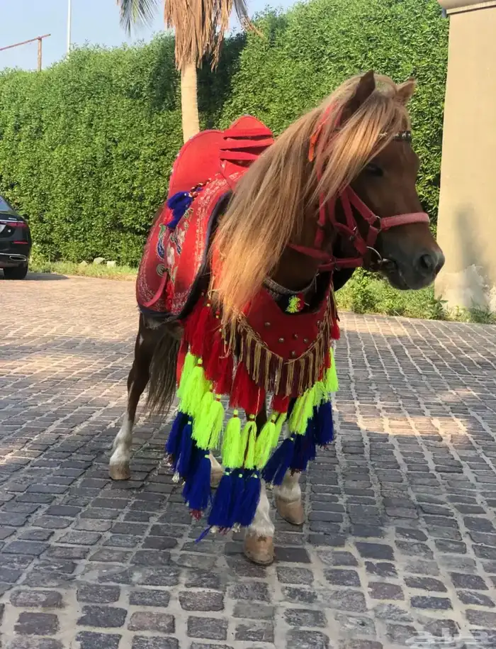 ايجار بوني سيسي خيل جمل لليوم الوطني 5