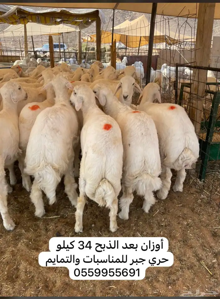 ذبايح حري 4