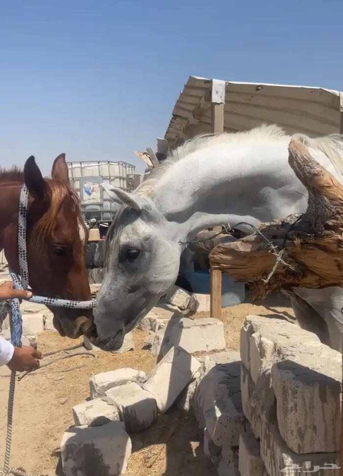 حصان شعبي طيب صحة وسلامة العمر خمس ست سنوات 4