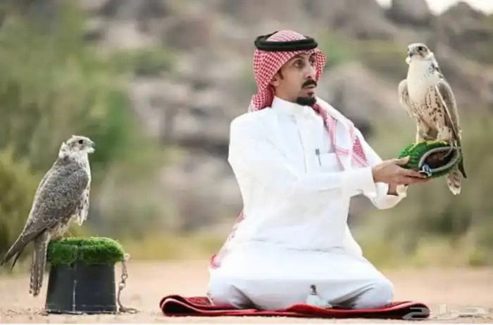 اللايجار الصقور مع الصقار الحتفلات والمناسبات 1