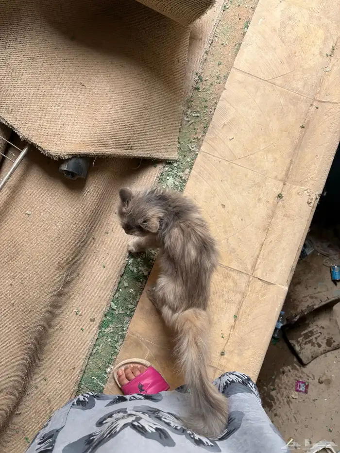 قطة شيرازي 0