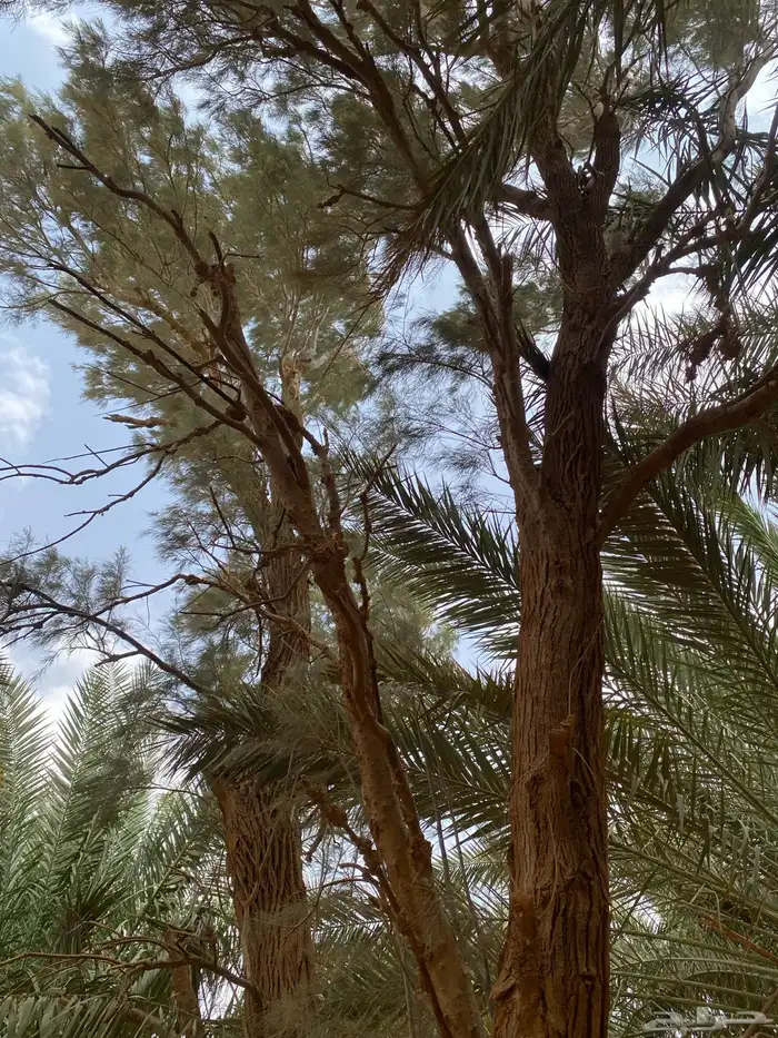 يوجد نخيل زينة يختلف في الطول 5متر6متر7متر 4