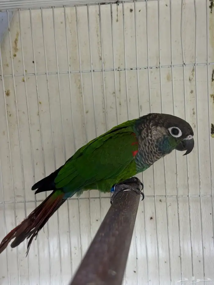 ذكرين كنيور بيرلي و مون شك تم البيع 2