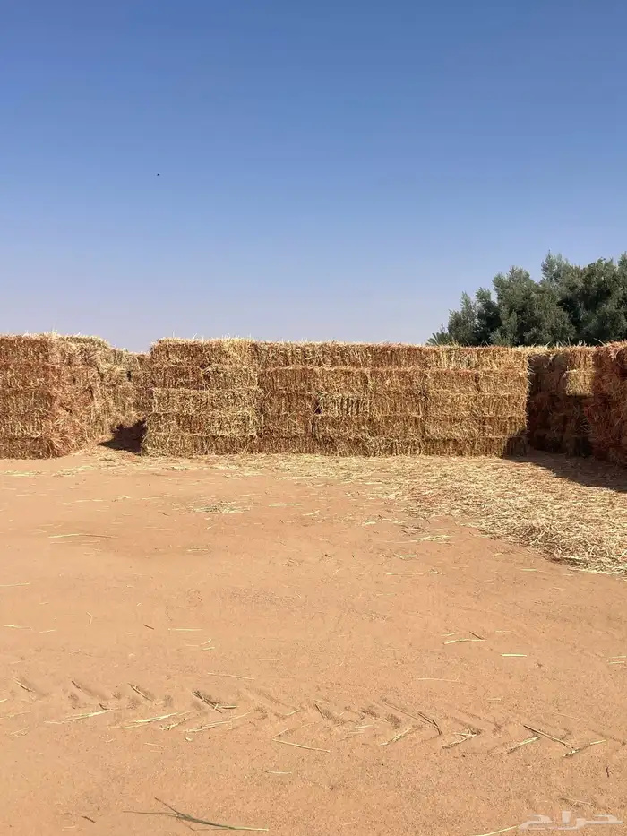 ذرة اعلاف للبيع 2