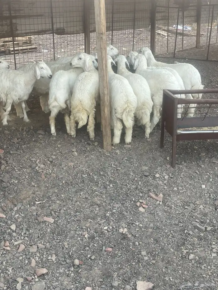 طليان حرية نظيفة على الشرط 2