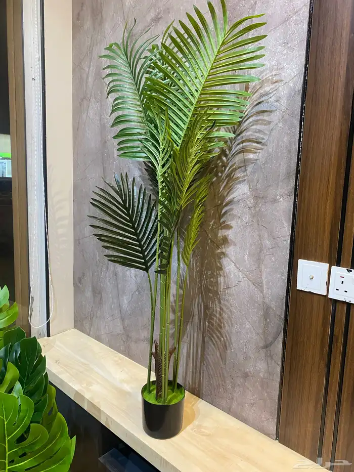 أشجار عرض اليوم الوطني 95 3