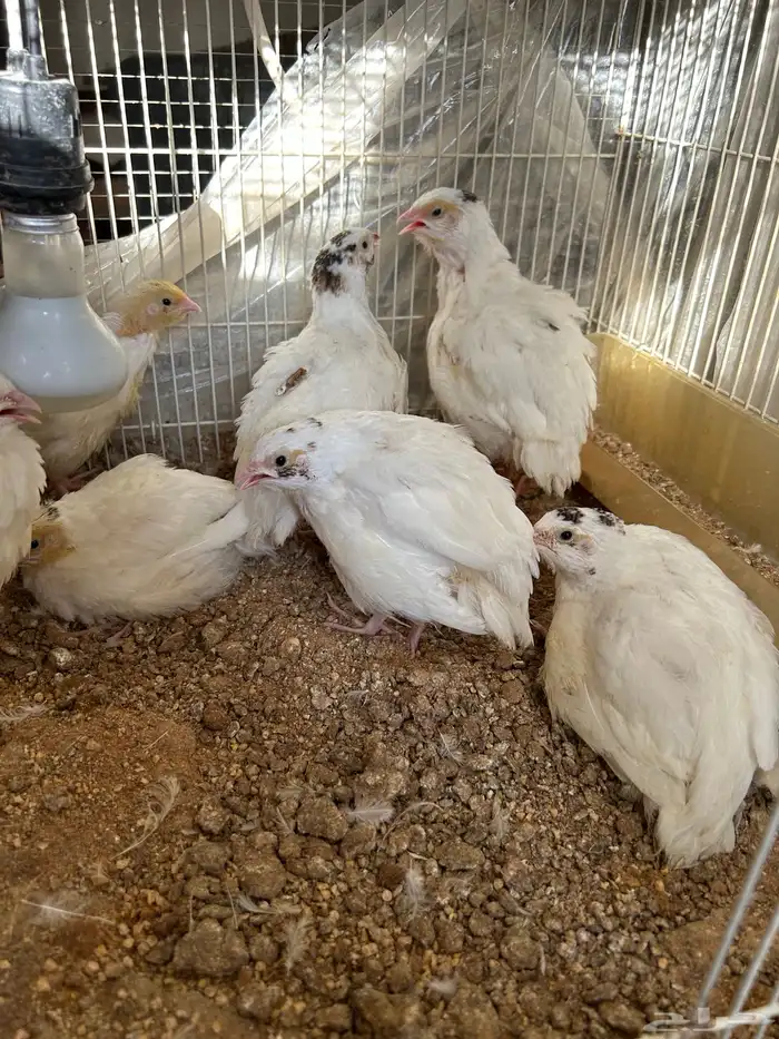 سمان تكساس تم البيع 3