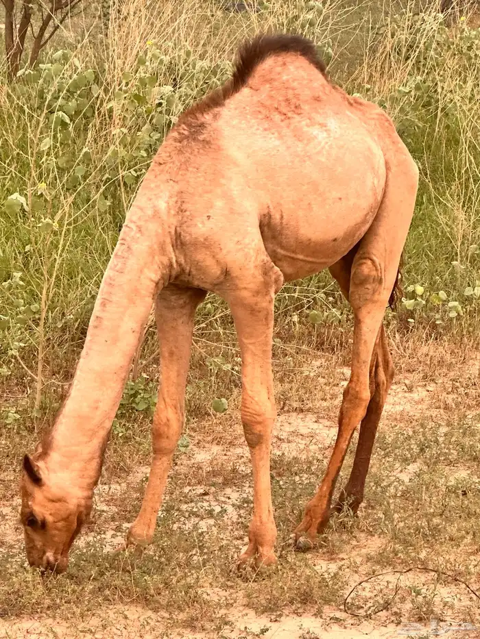 حشوان قعدان بلدي 3