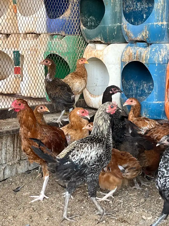 دجاج مخلط وديكه 5 شهور الموقع طبرجل 0
