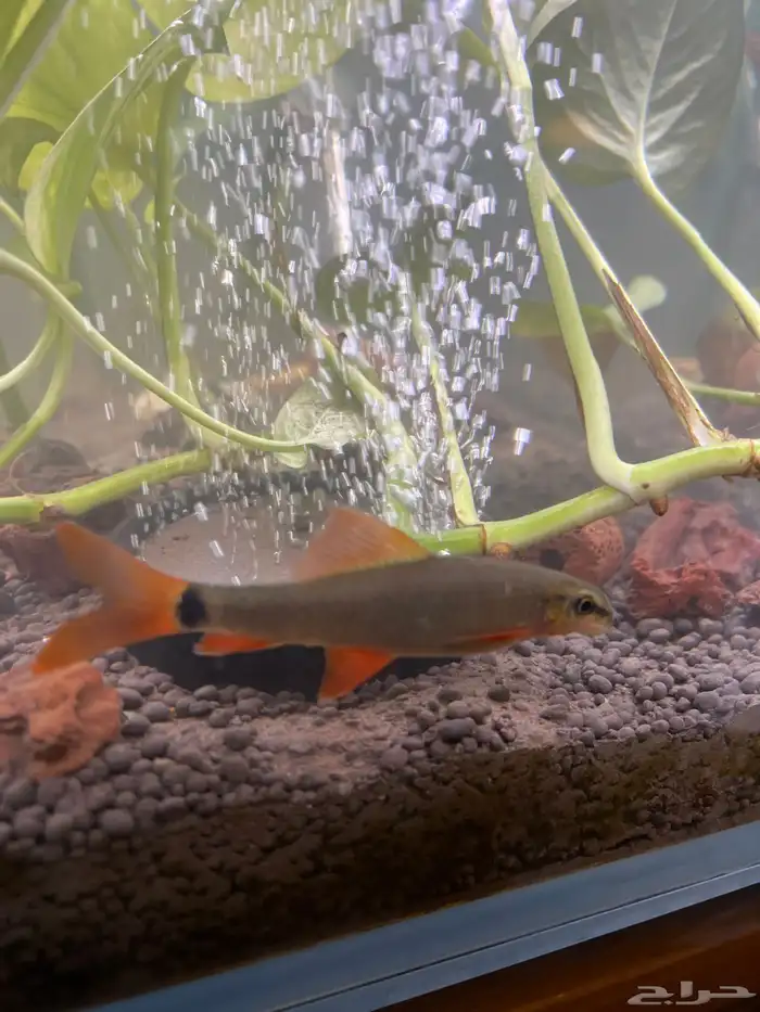 سمك قرش رينو فيش بصحة ممتازة للبيع عدد اثنين 2