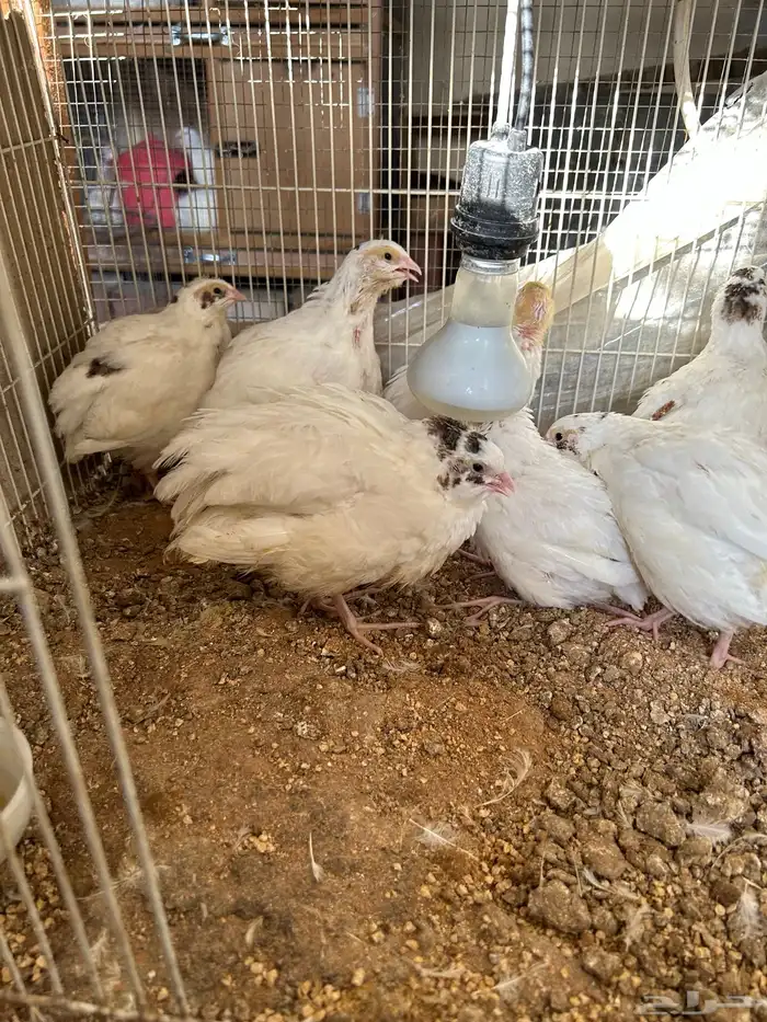 سمان تكساس تم البيع 1