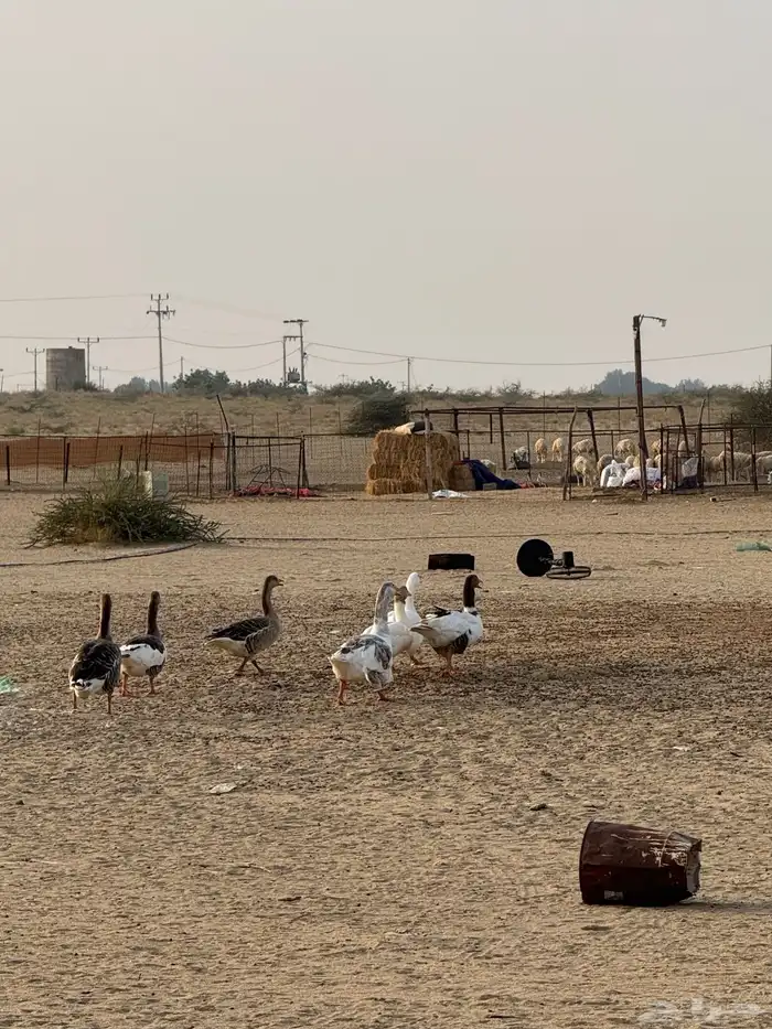 وز العدد8 1