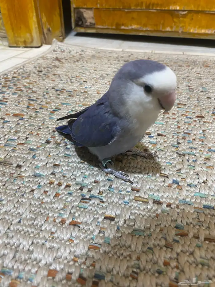 روز فايلت اليف 0
