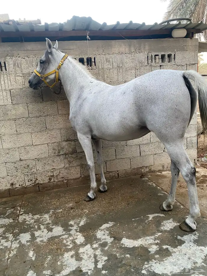 فرس عربية شعبية 1