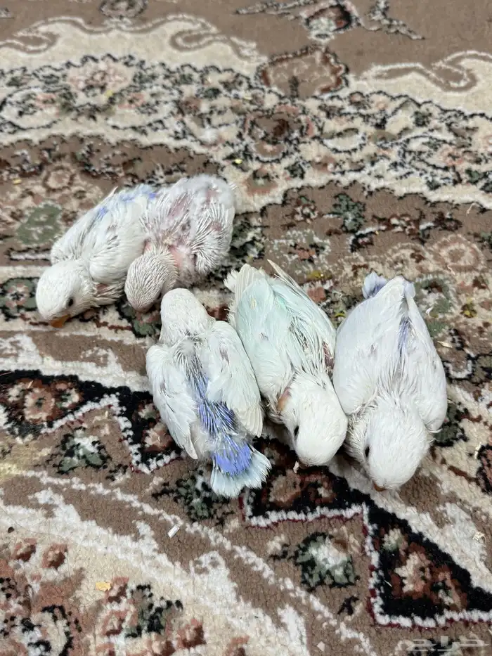 فروخ روز هولنديه ( تم البيع ) . 1