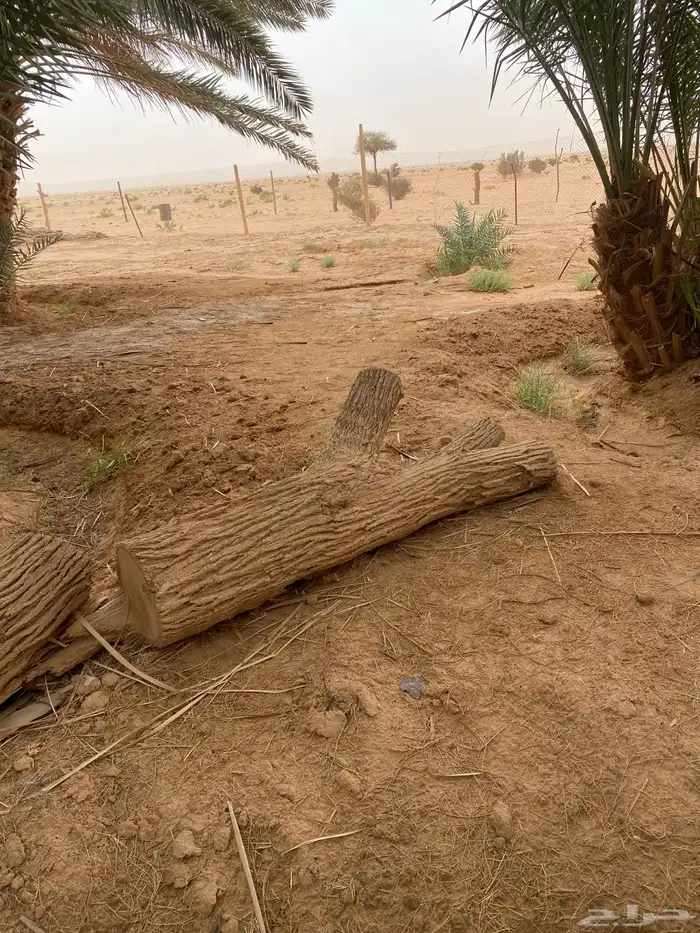 يوجد نخيل زينة يختلف في الطول 5متر6متر7متر 5