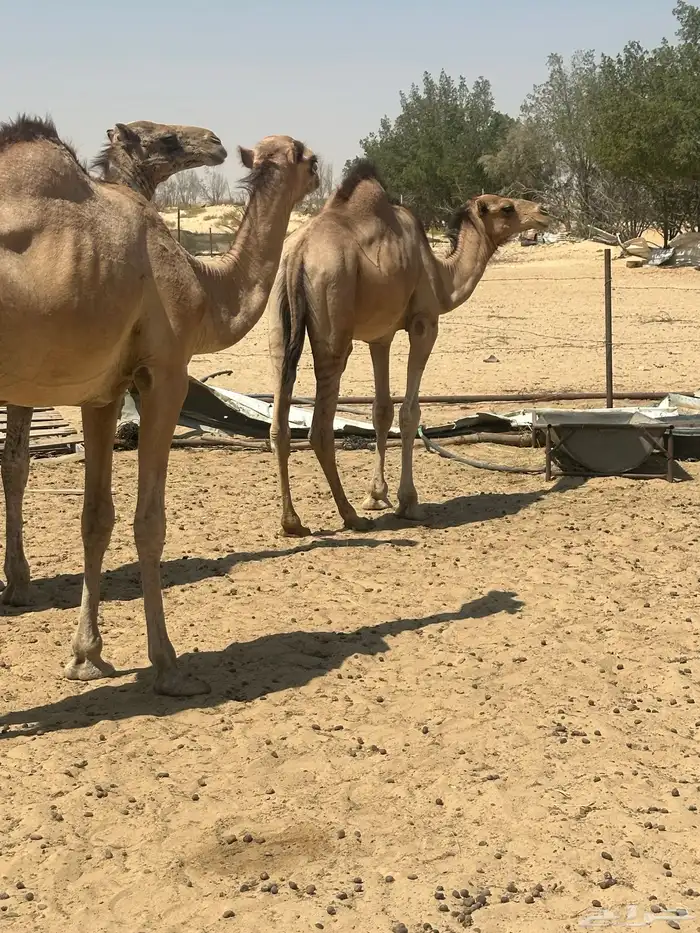 قعدان طيبه 3