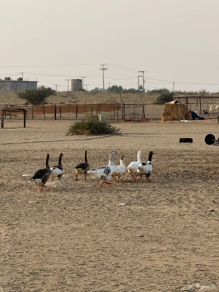 وز العدد8 0