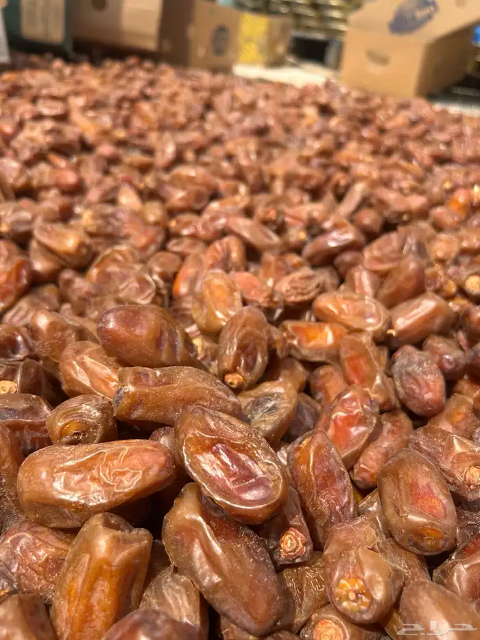 تمر صفري بيشه حبه كبيره 3