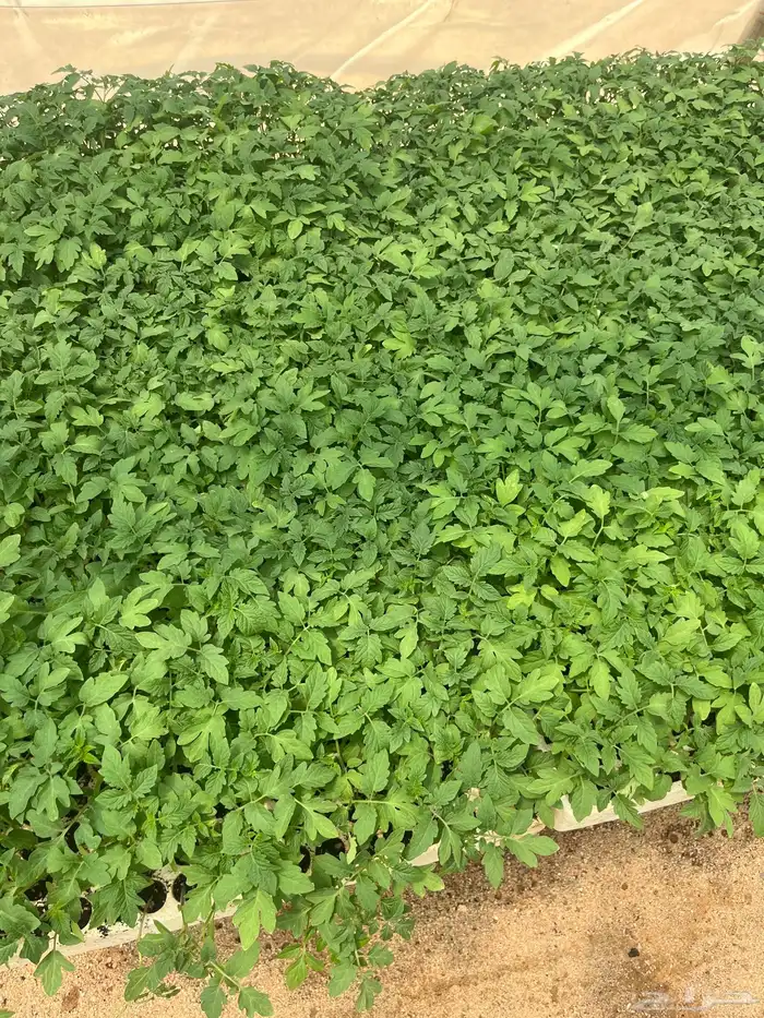 شتلات طماطم محمي وبيدجان 0