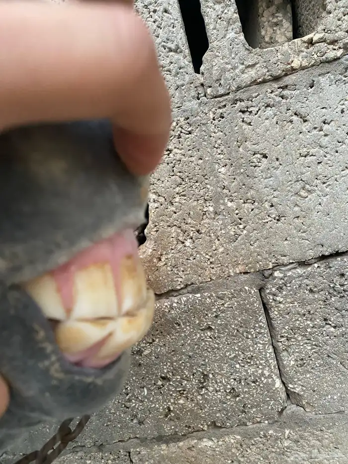 فرس عربية شعبية 6