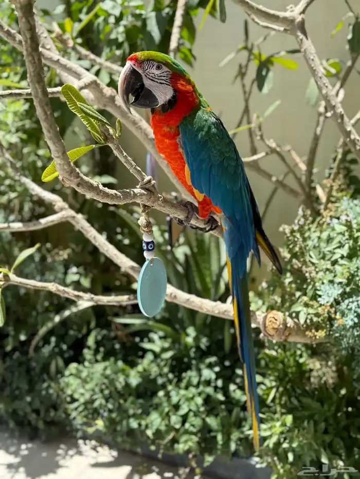 ببغاء هارلي كوين مكاو أليف 0