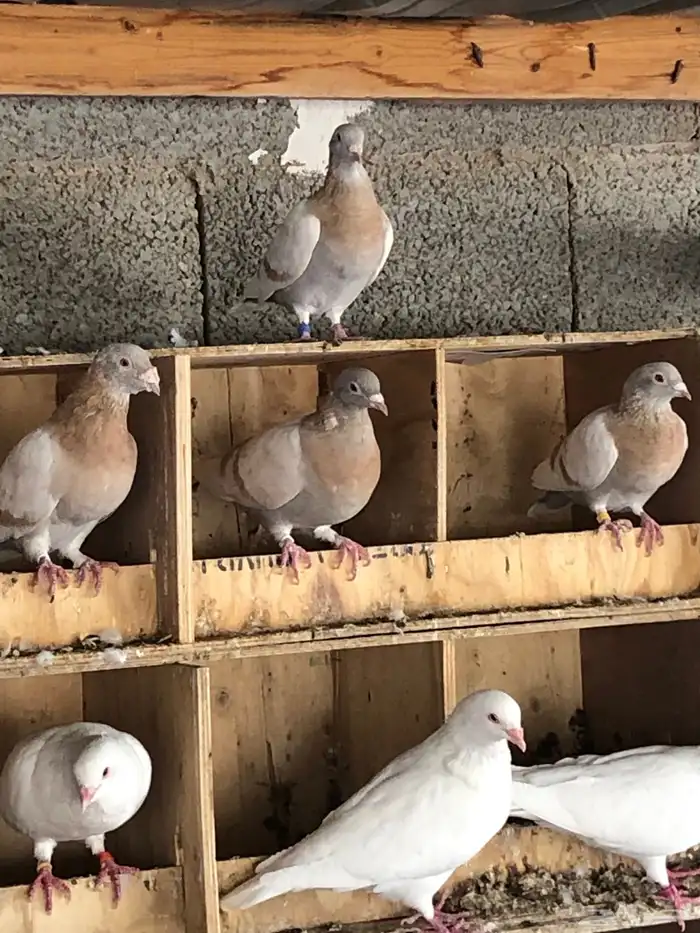 حمام زاجل كريمي واصفر واسود ورديوس 1