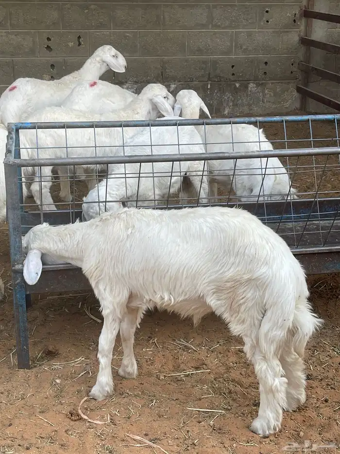 هرافا لباني حري هرفي حري لباني بري 1