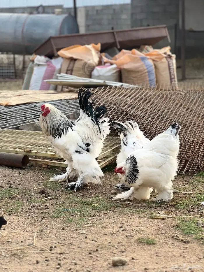 فروخ براهما كلومبي TOP 8